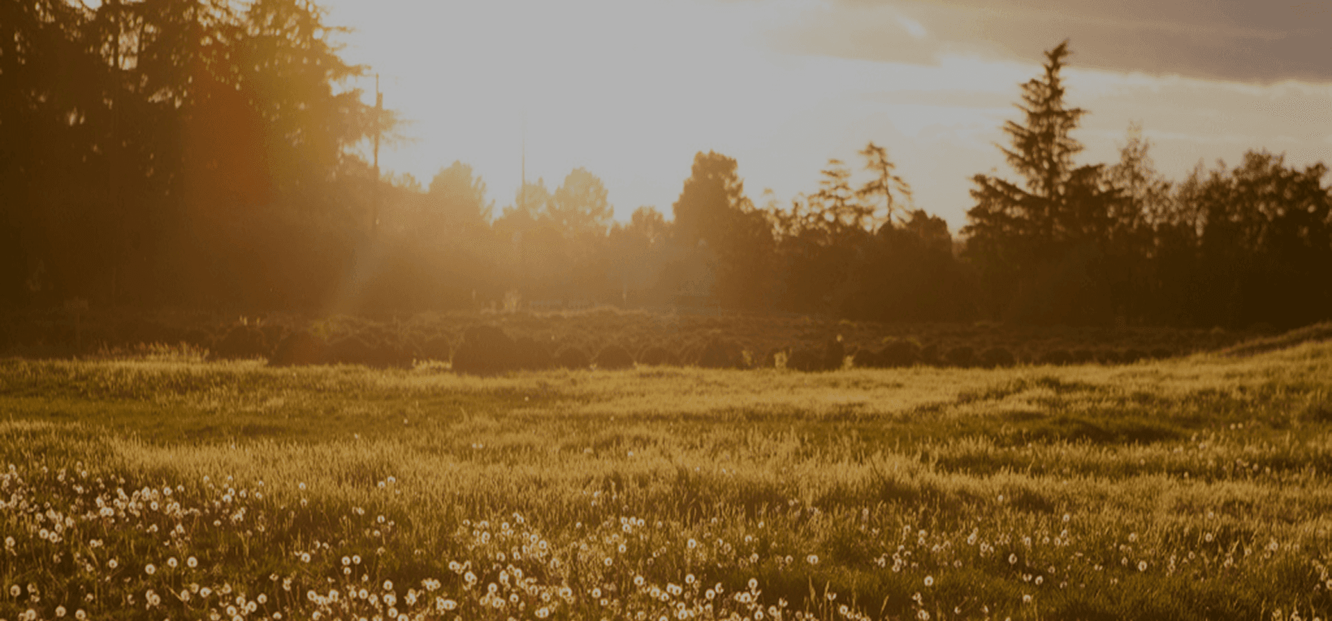 Sunny field